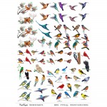 CrafTangles A4 Transfer It Sheets - Birds