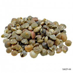 Craft Shells (100 grams) (SACP-44)