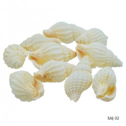 Craft Shells (10 pcs) (SAJ-32)