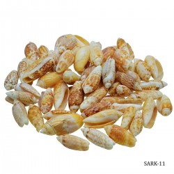Craft Shells (100 gms) (SARK-11)