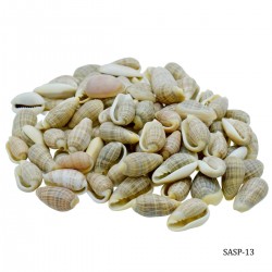 Craft Shells (100 grams) (SASP-13)
