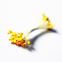 Pollens - Yellow with Red tips